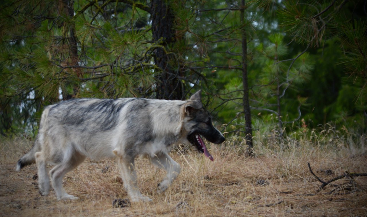 Early America - Paul Revere - 6 months old - walking right in forest