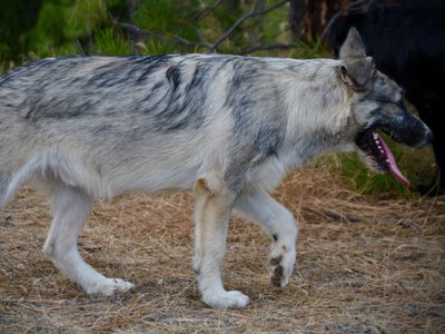 Early America - Paul Revere - 6 months old - walking head down wolf look