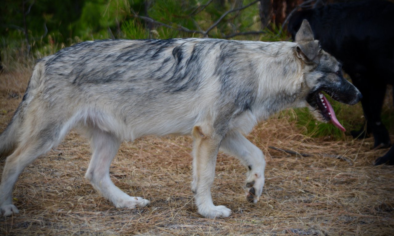 Early America - Paul Revere - 6 months old - walking head down wolf look