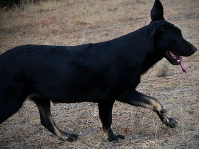 Cherry Blossom - Finch - 6 months old - prancing erect ears