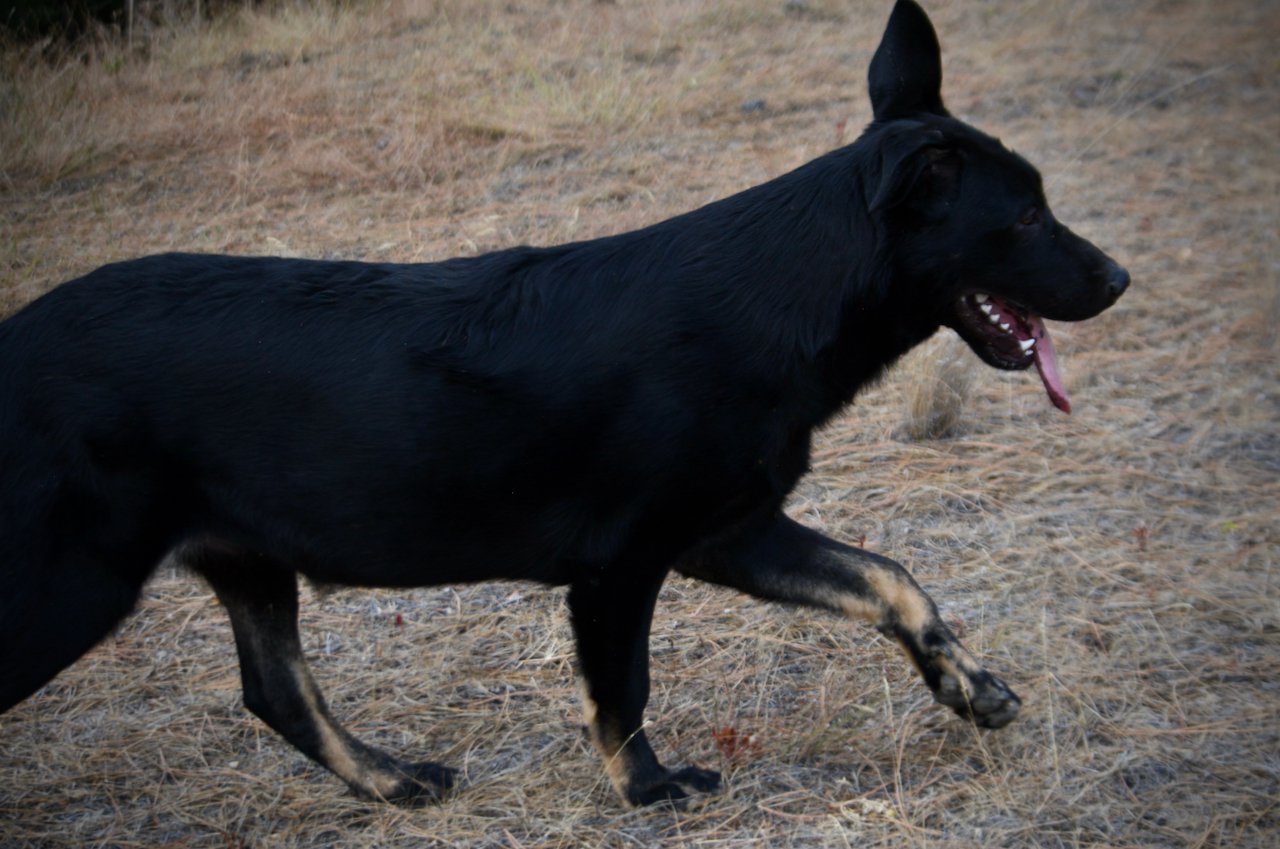 Cherry Blossom - Finch - 6 months old - prancing erect ears