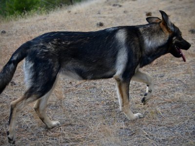 Wonderland - Alice - 6 months old - walking right from high view