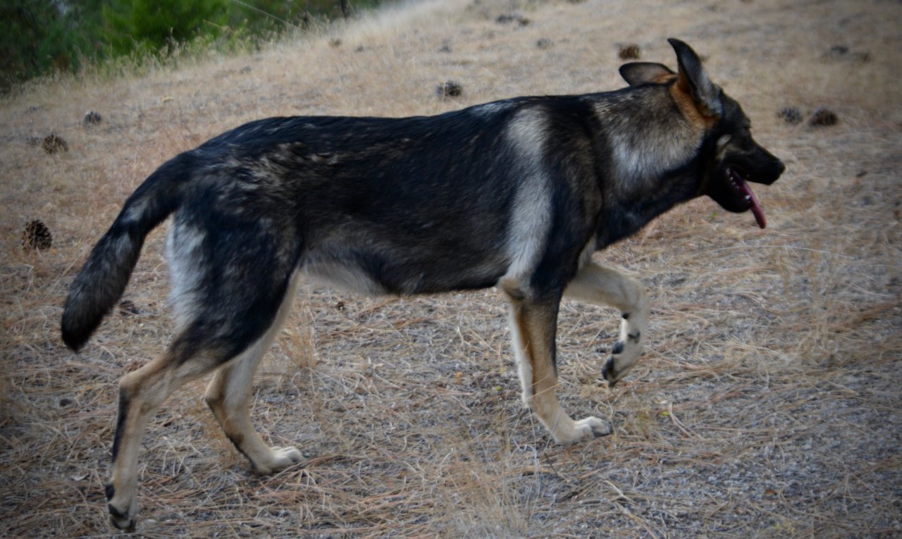 Wonderland - Alice - 6 months old - walking right from high view