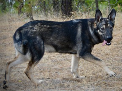 Wonderland - Alice - 6 months old - walking silly through forest
