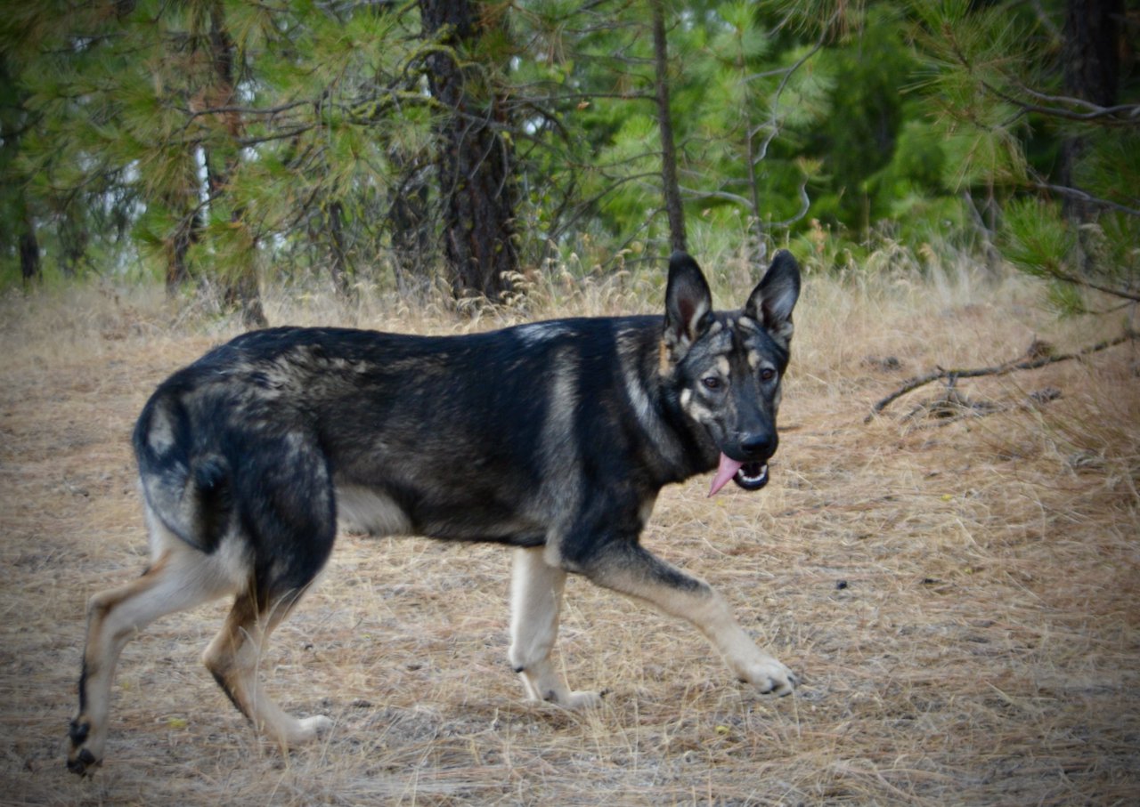 Wonderland - Alice - 6 months old - walking silly through forest