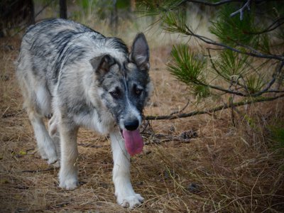 Early America - Paul Revere - 6 months old - walking forward in forest
