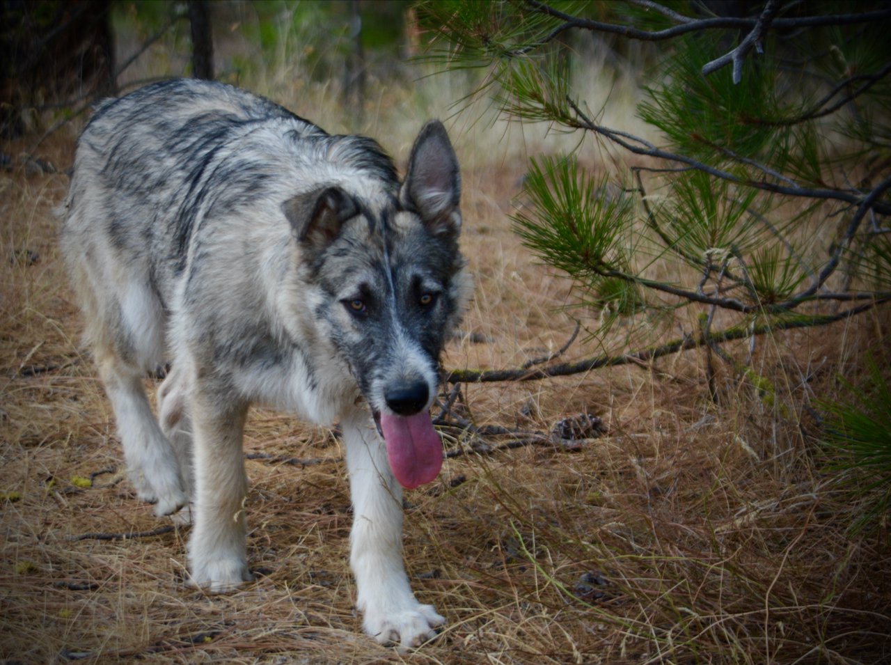 Early America - Paul Revere - 6 months old - walking forward in forest