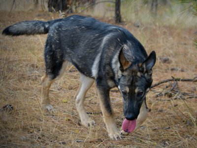 Wonderland - Alice - 6 months old - walking forward head down