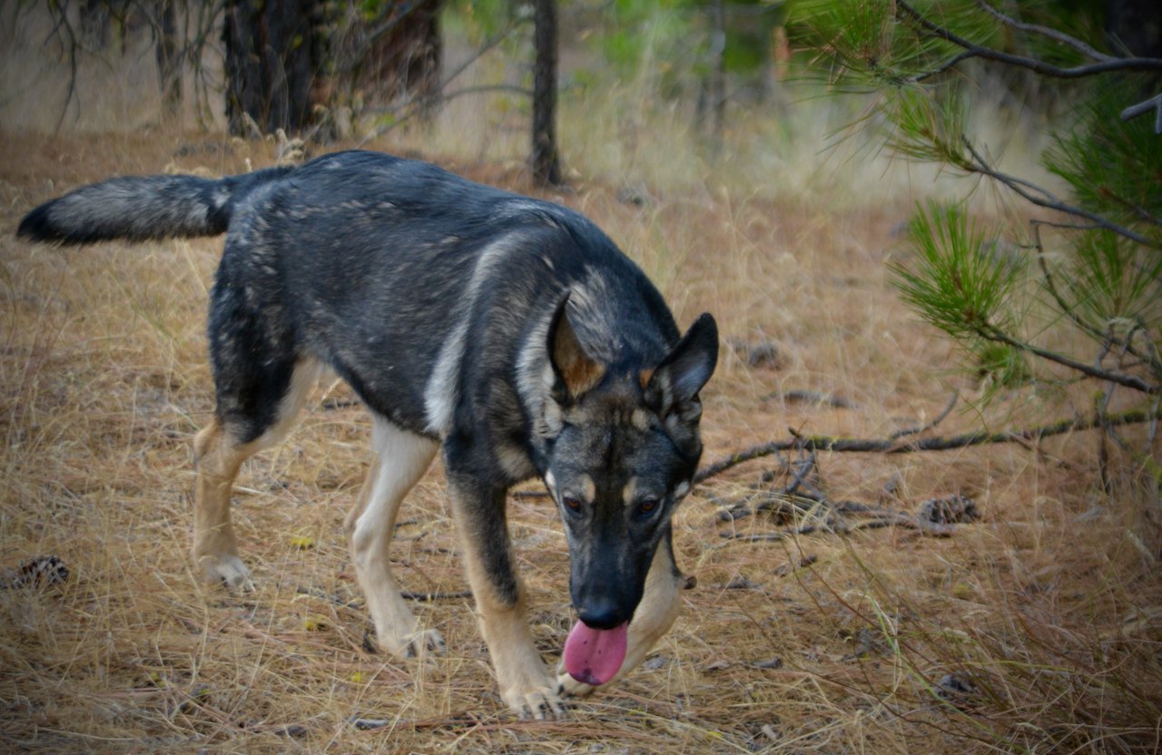 Wonderland - Alice - 6 months old - walking forward head down