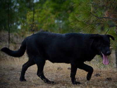 Cherry Blossom - March Wind - 6 months old - trotting right in forest