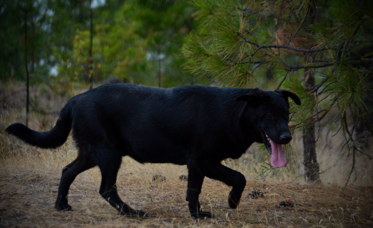 Cherry Blossom - March Wind - 6 months old - trotting right in forest