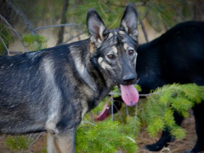 Wonderland - Alice - 6 months old - head shot in forest beautiful