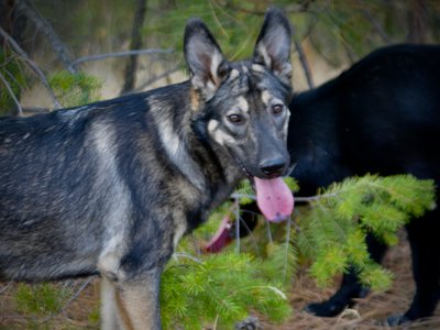 Wonderland - Alice - 6 months old - head shot in forest beautiful