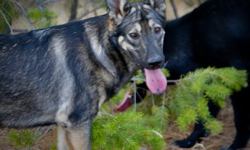 Wonderland - Alice - 6 months old - head shot in forest beautiful