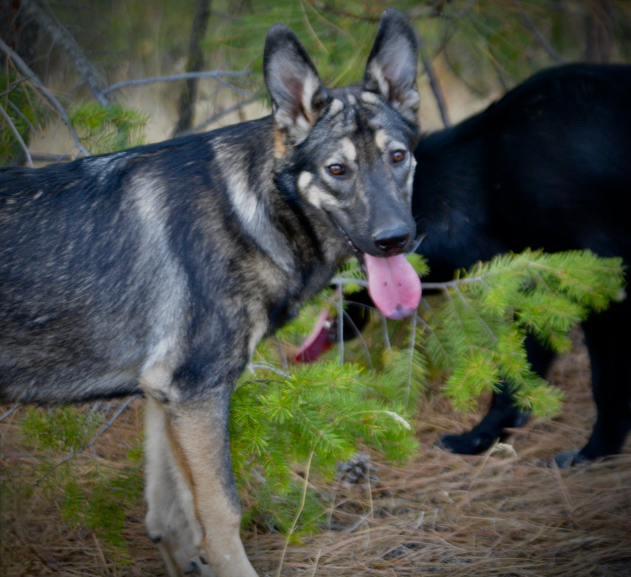 Wonderland - Alice - 6 months old - head shot in forest beautiful