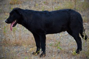 Cherry Blossom - Equinox - 6 months old - standing pretty tongue out