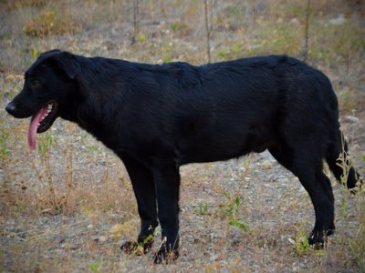 Cherry Blossom - Equinox - 6 months old - standing pretty tongue out