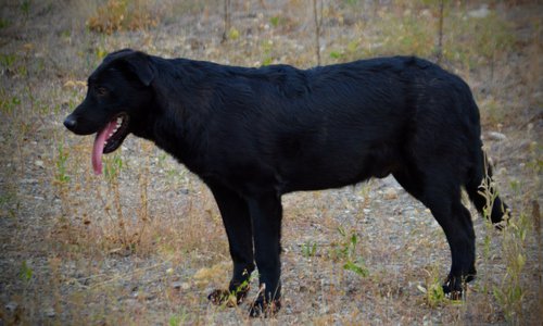 Cherry Blossom - Equinox - 6 months old - standing pretty tongue out