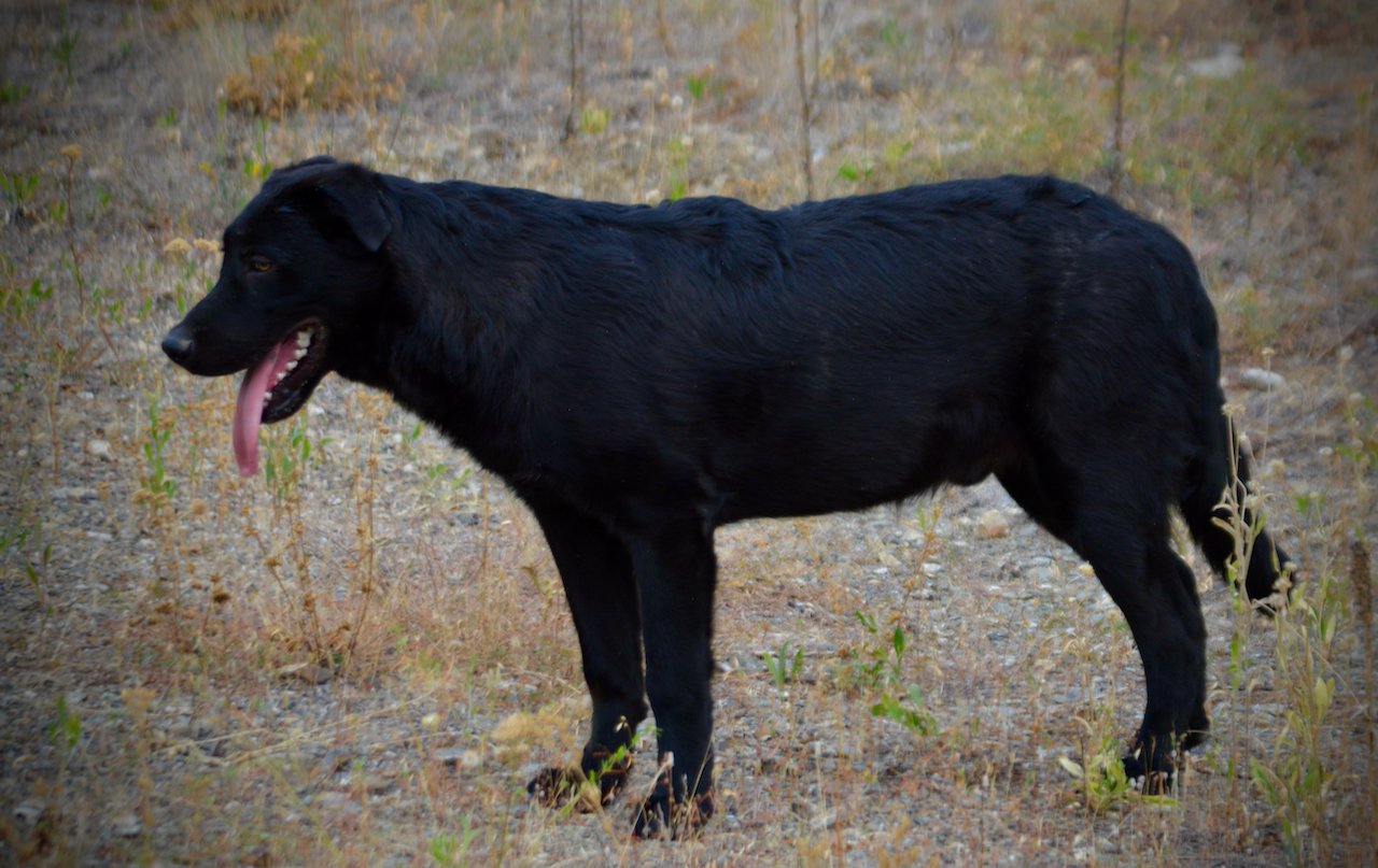 Cherry Blossom - Equinox - 6 months old - standing pretty tongue out