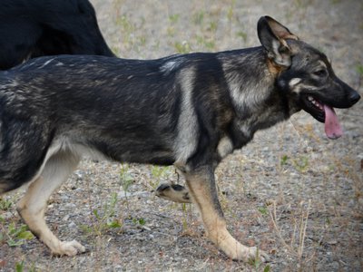 Wonderland - Alice - 6 months old - trotting left in weeds