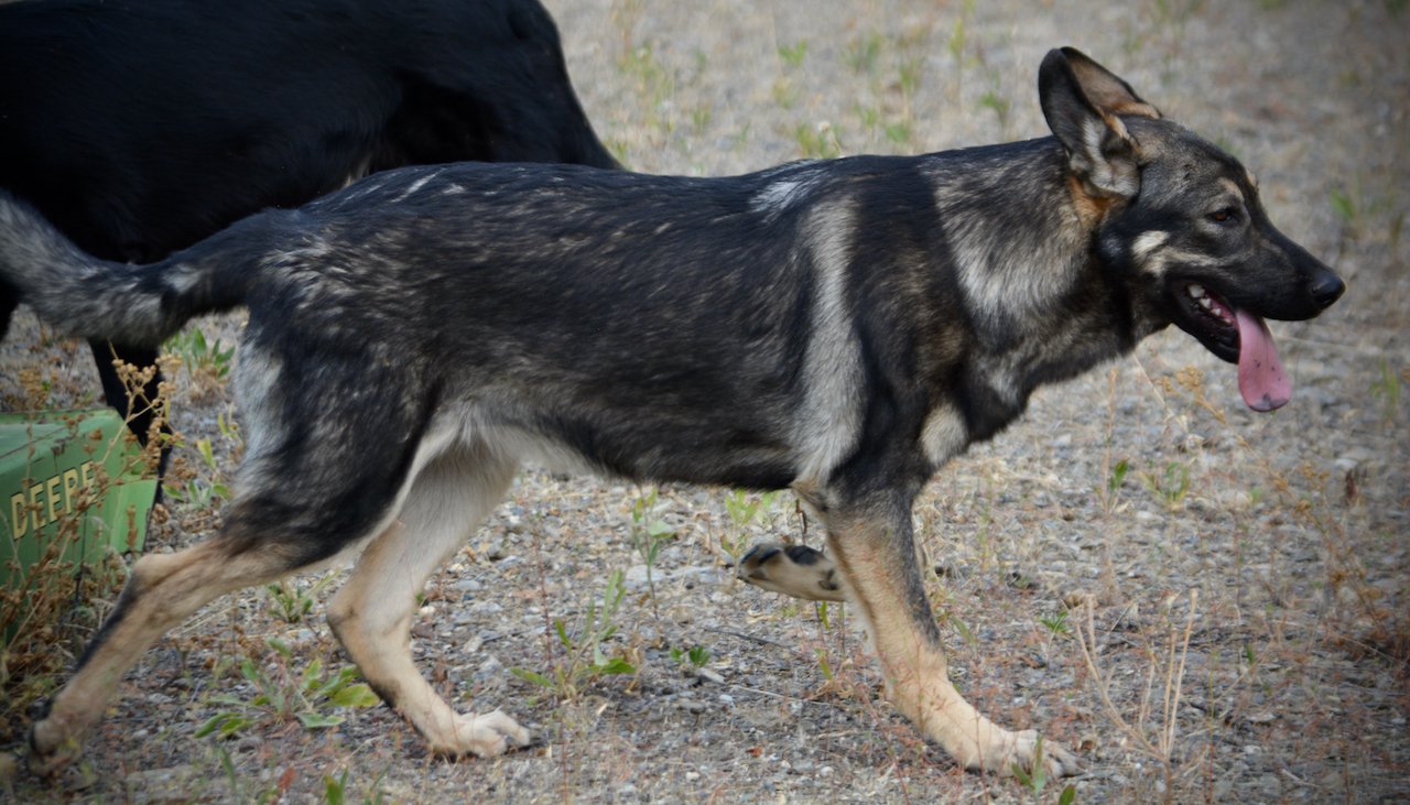 Wonderland - Alice - 6 months old - trotting left in weeds