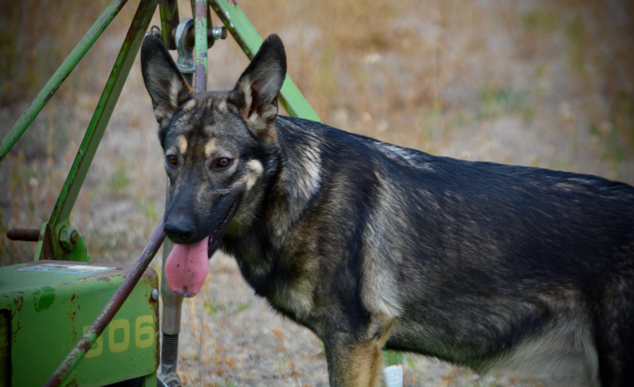 Wonderland - Alice - 6 months old - face and body w/John Deere