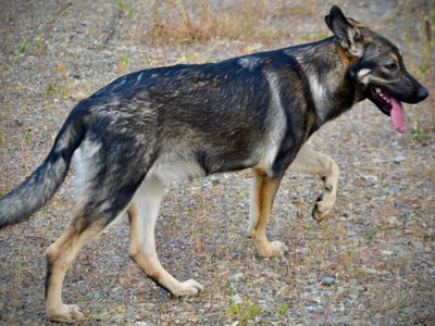 Wonderland - Alice - 6 months old - walking away prancing