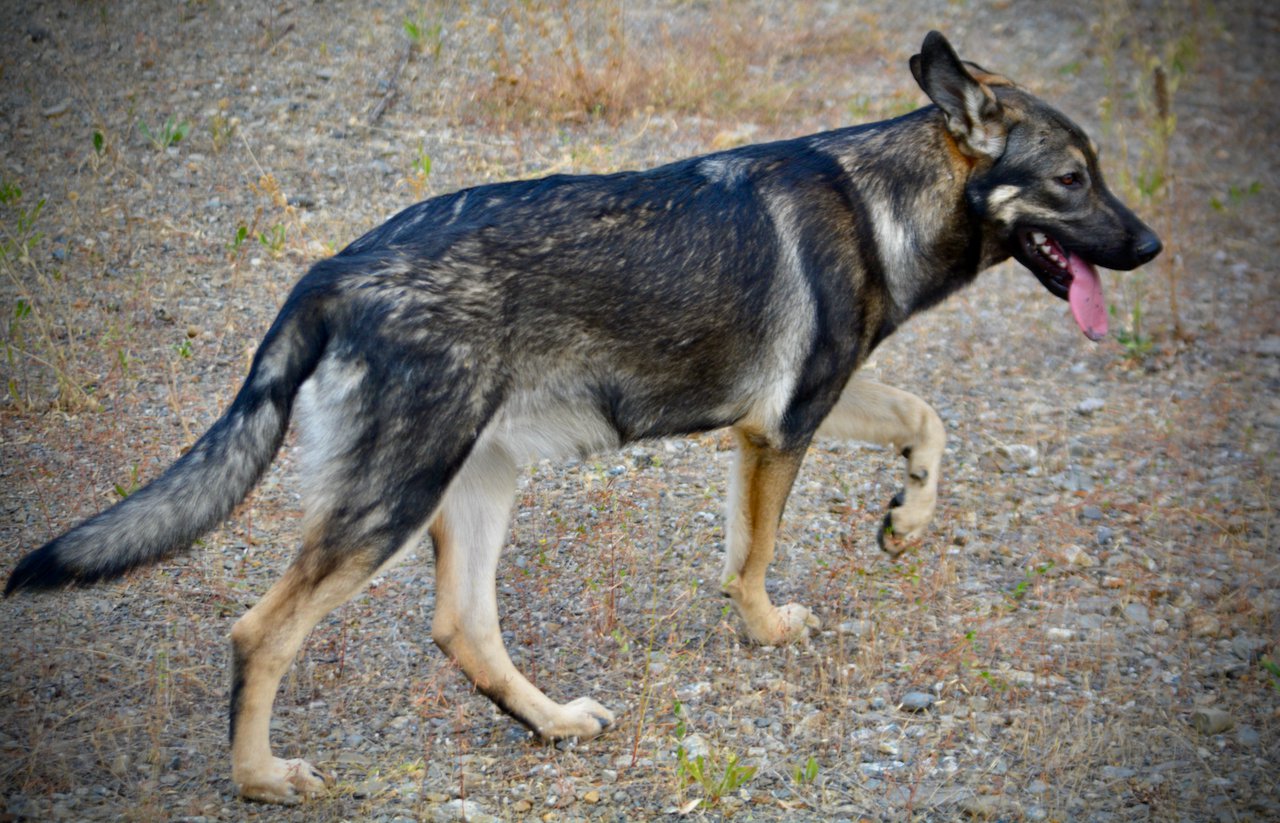 Wonderland - Alice - 6 months old - walking away prancing