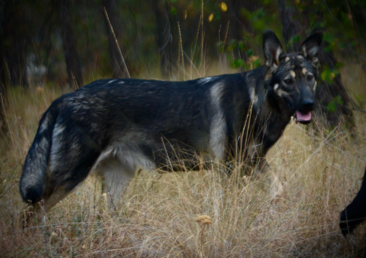 Wonderland - Alice - 6 months old - walking side tall weeds