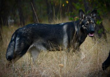 Wonderland - Alice - 6 months old - walking side tall weeds