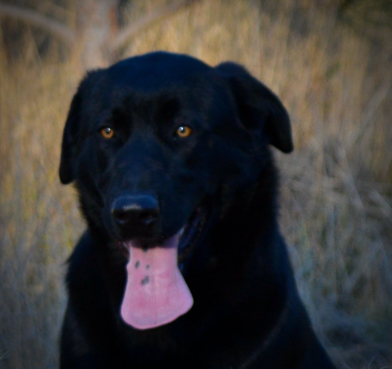 Galena - head shot - gold eyes