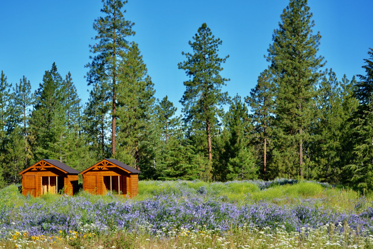 Dog Cabins in the Forest