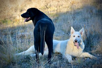 Chisel and Hedy - stand and down - pretty