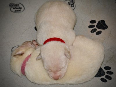 Be Mine litter - 4 days old