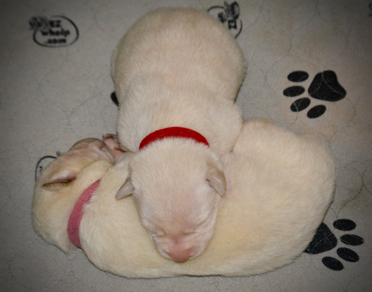 Be Mine litter - 4 days old