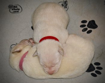 Be Mine litter - 4 days old