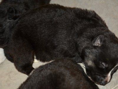 Toffette at 13 days old - Candy Crush