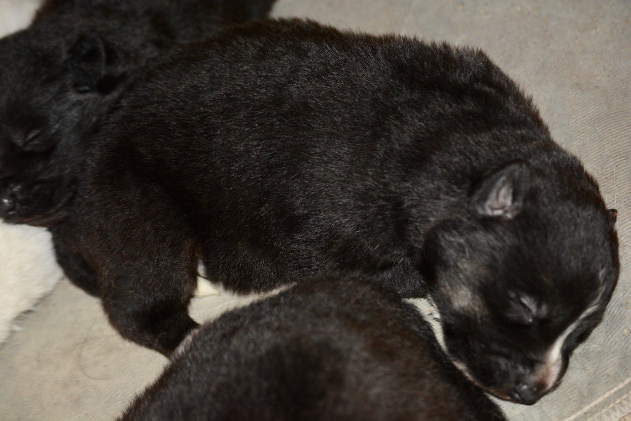 Toffette at 13 days old - Candy Crush