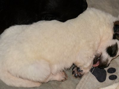 Lollipop Meadow - 13 days old