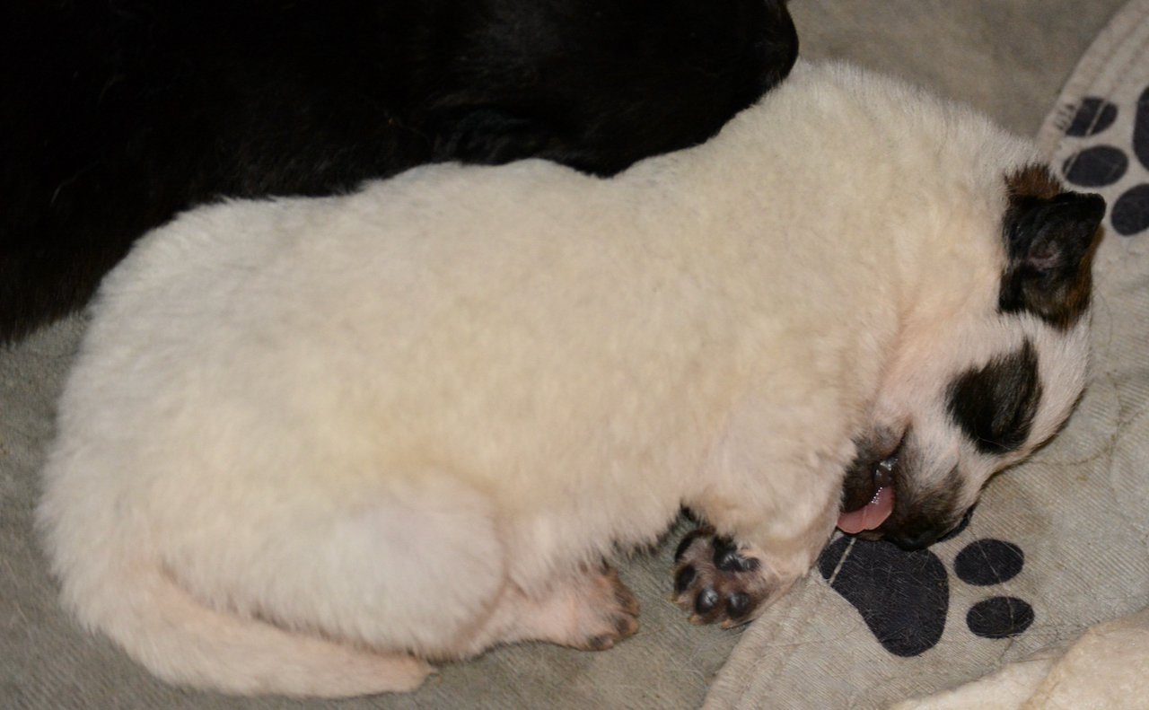 Lollipop Meadow - 13 days old