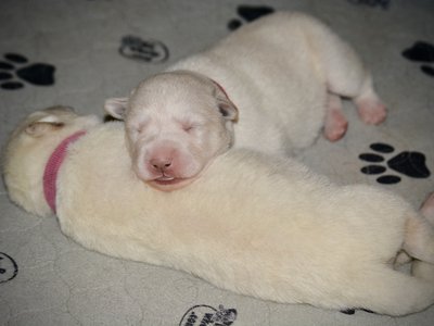 Be Mine Litter - 3 days old
