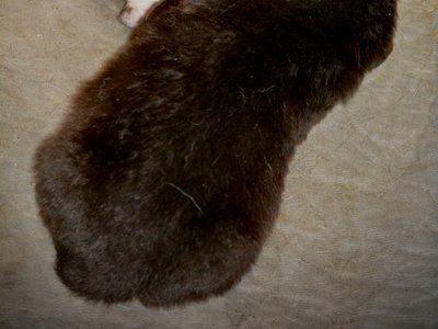 Candy Crush - Premies - 15 days old