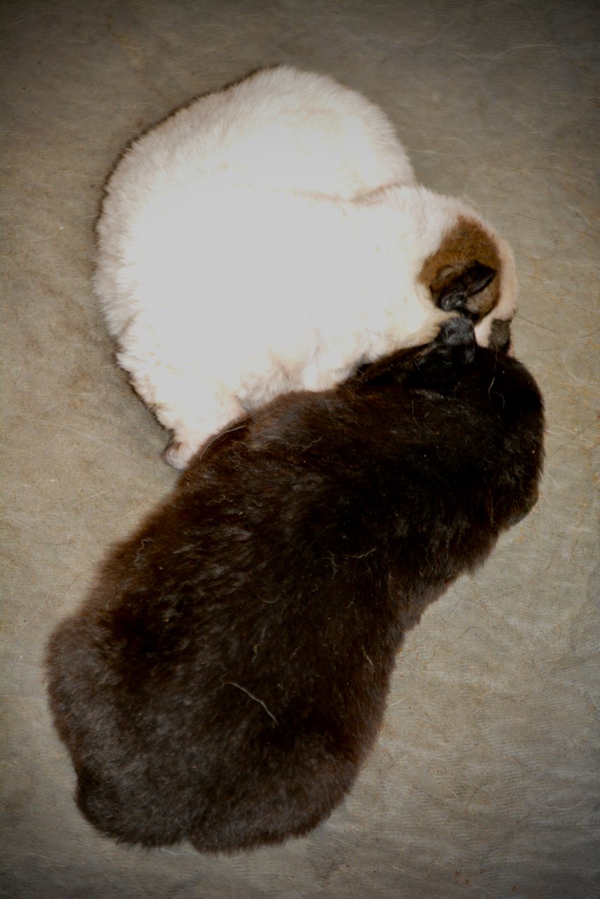 Candy Crush - Premies - 15 days old