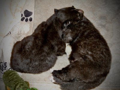 Toffette and Troll - Candy Crush - 15 days old