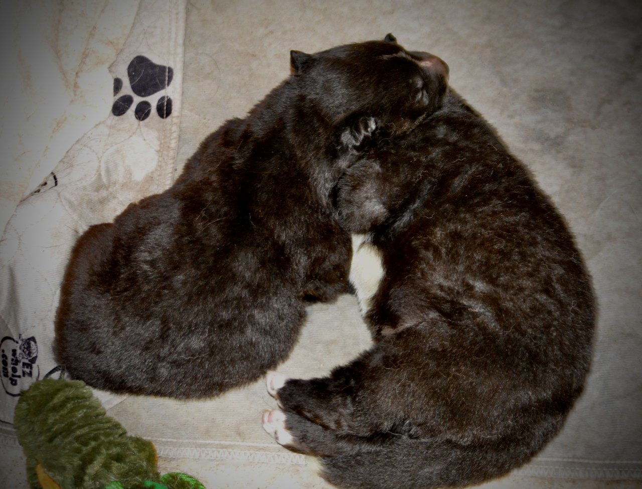 Toffette and Troll - Candy Crush - 15 days old