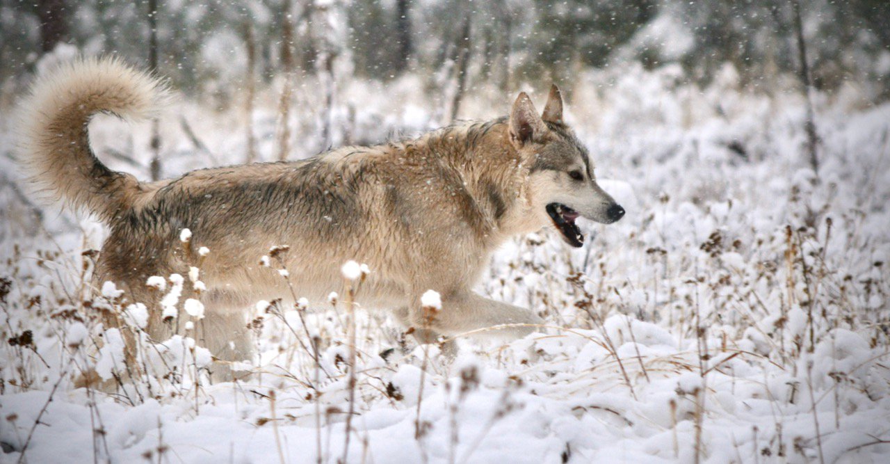 American Alsatian DireWolf Dog, Florin, hopping through the snow on a winter's day.