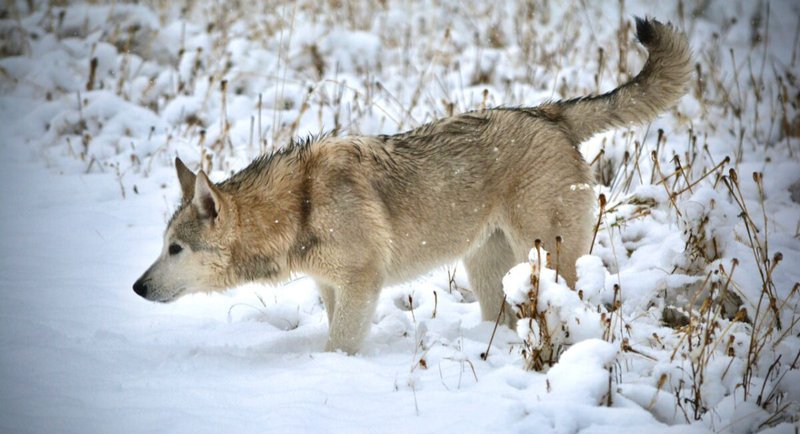 Florin in the Snow