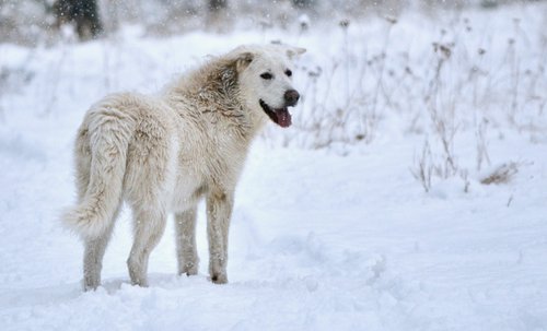 American Alsatian DireWolf Dog, Cotton Candy, looking happy in the snow.