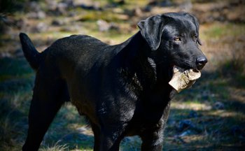 Chisel - bone - stand - yellow eyes