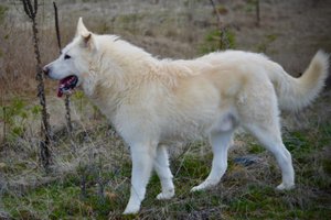 Everest - 1 year old - 1